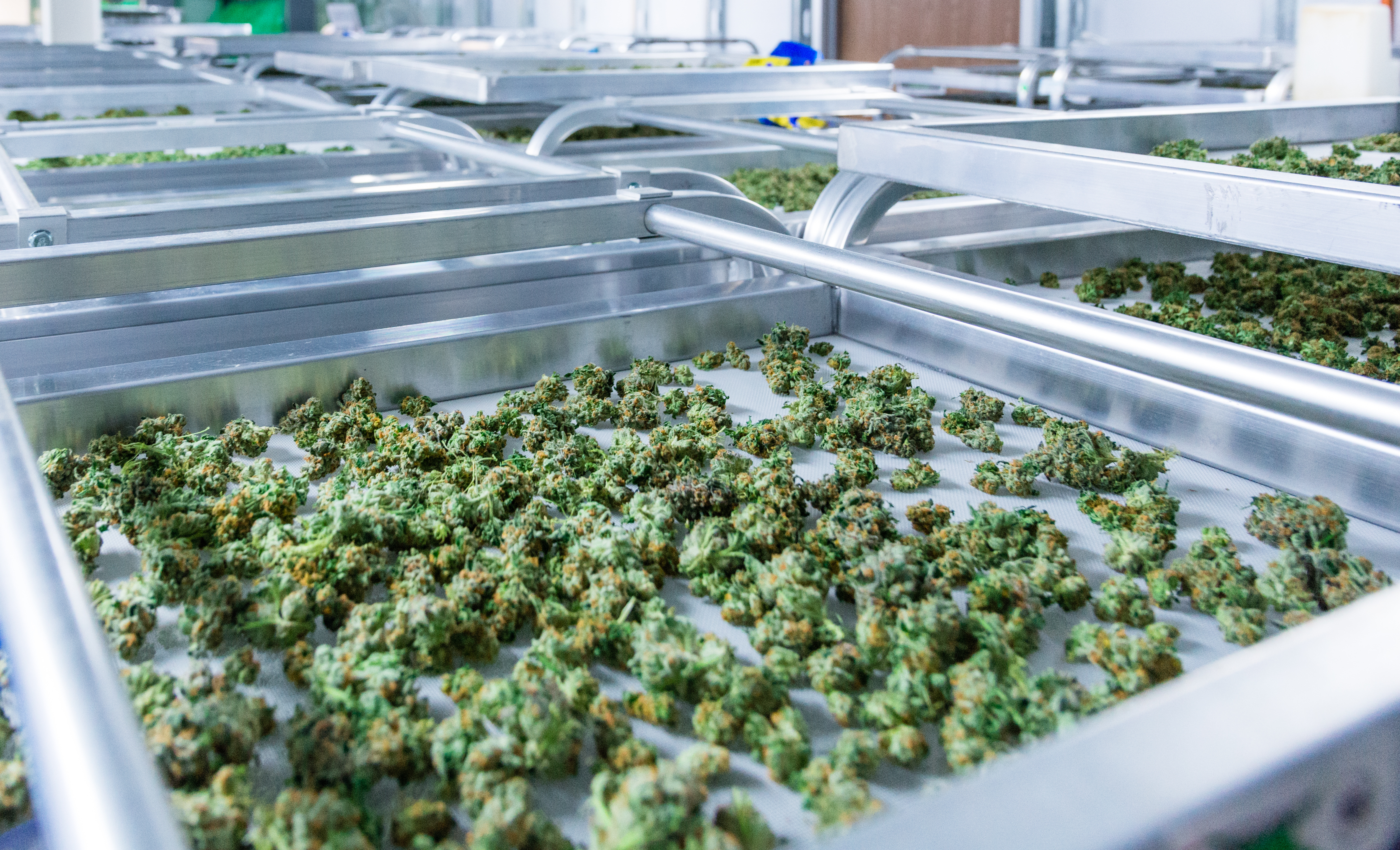 Professionele teelt van medicinale cannabis