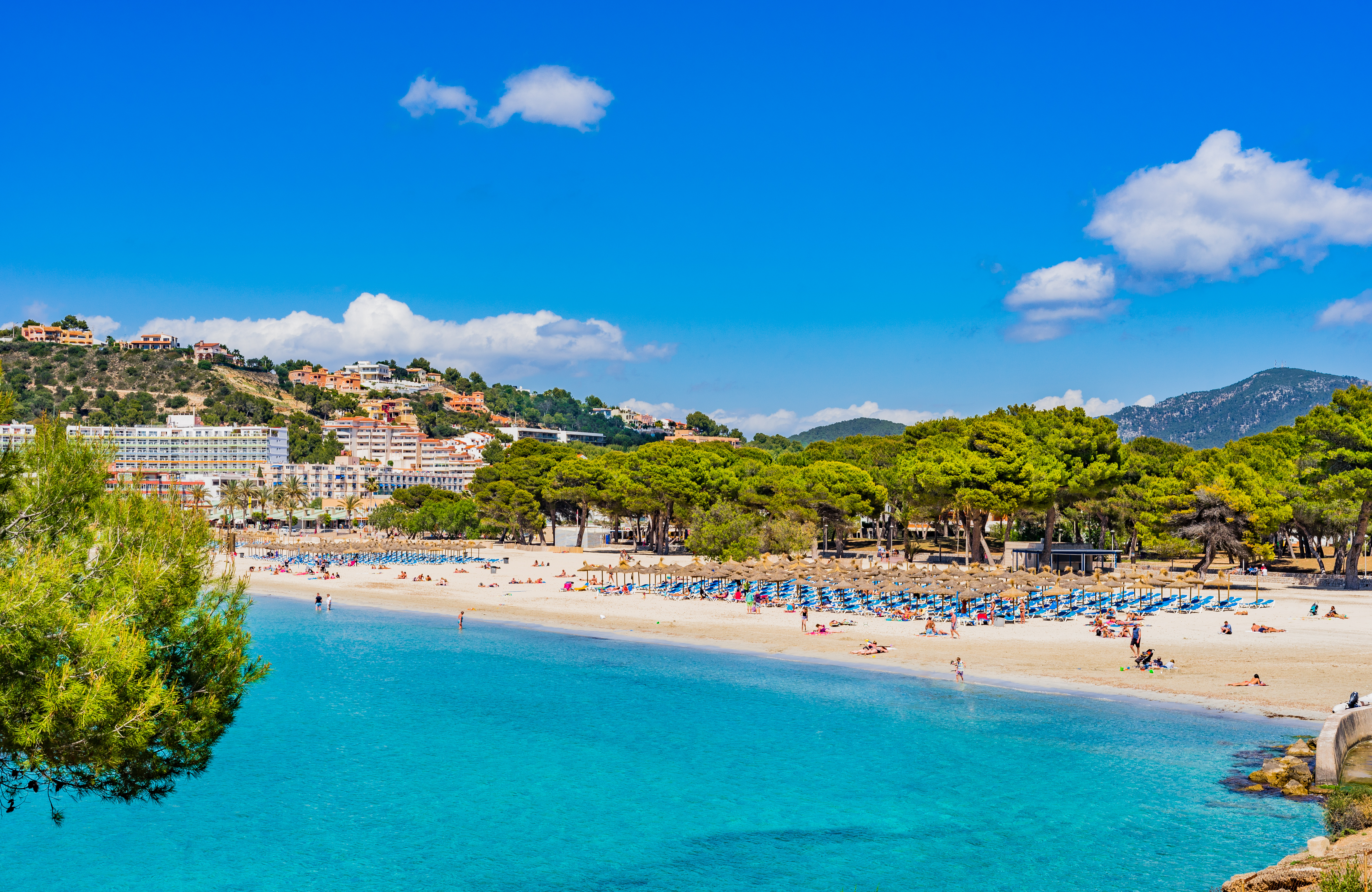 Belle baie de baignade avec du sable blanc comme neige, des transats et des parasols à Santa Ponsa