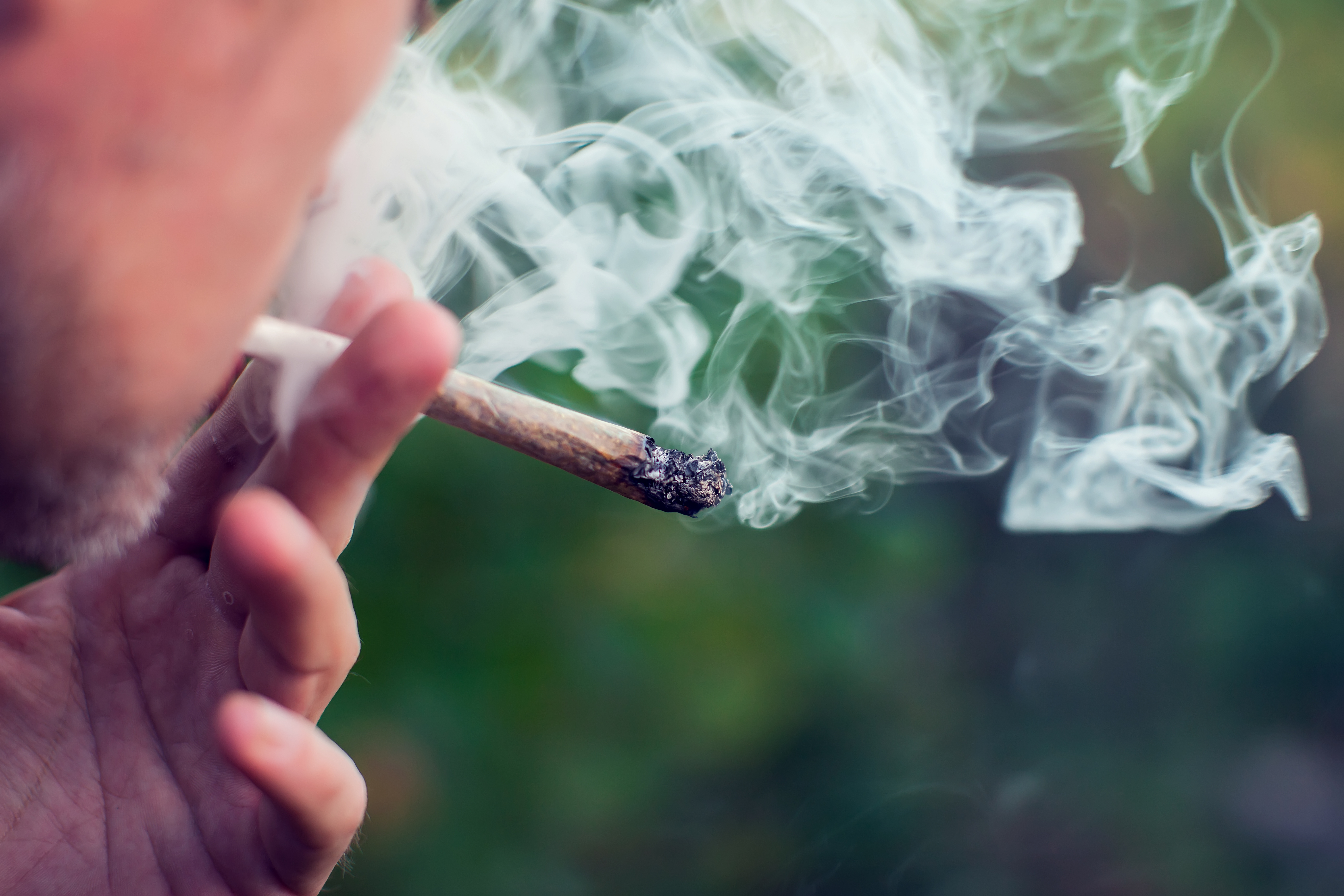 Férfi friss kannabiszt szív egy jointban Santa Ponsában