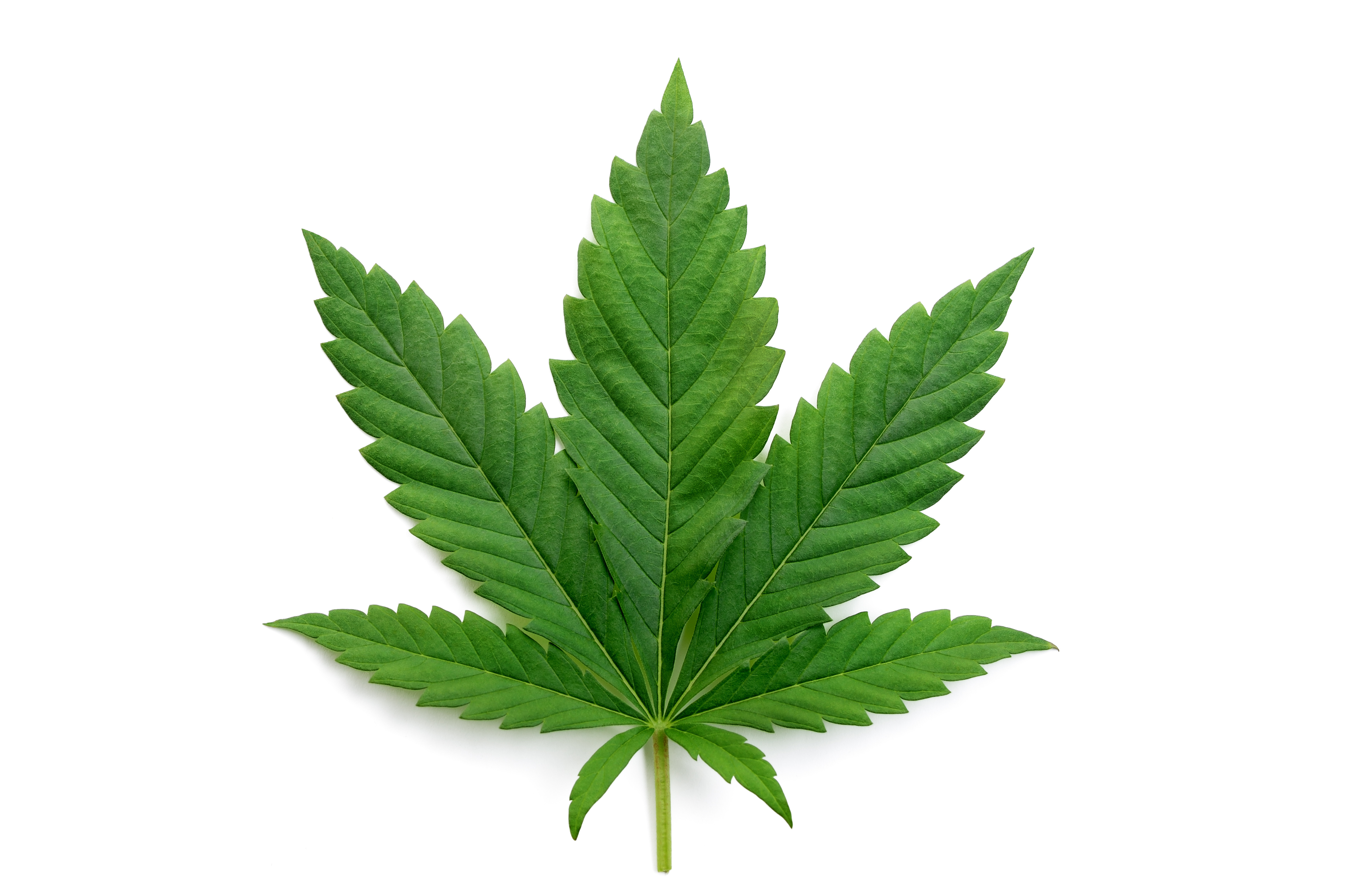 Buying Cannabis in Mallorca - Cannabis leaf on white background