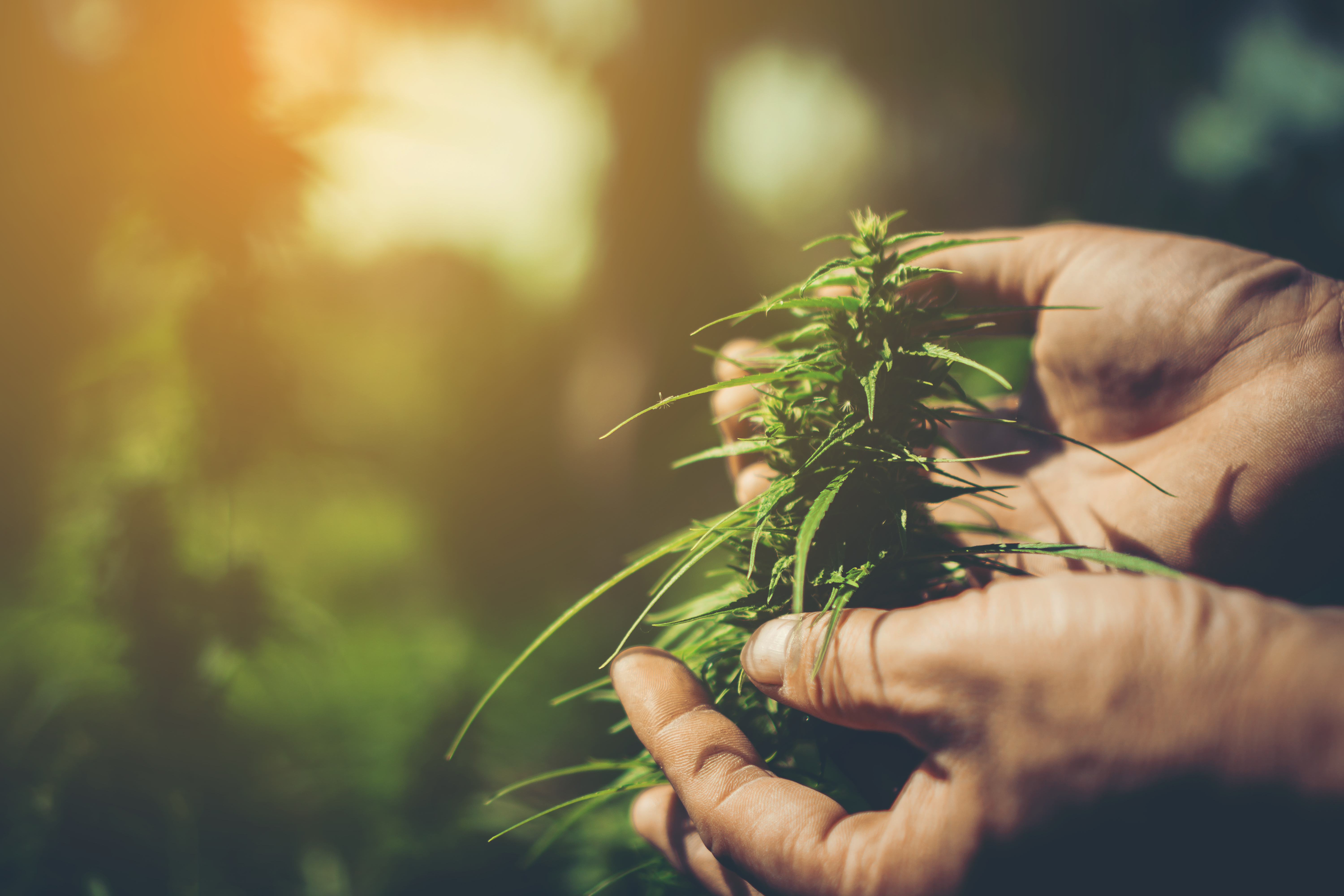 Cannabis fraîchement acheté tenu dans les mains