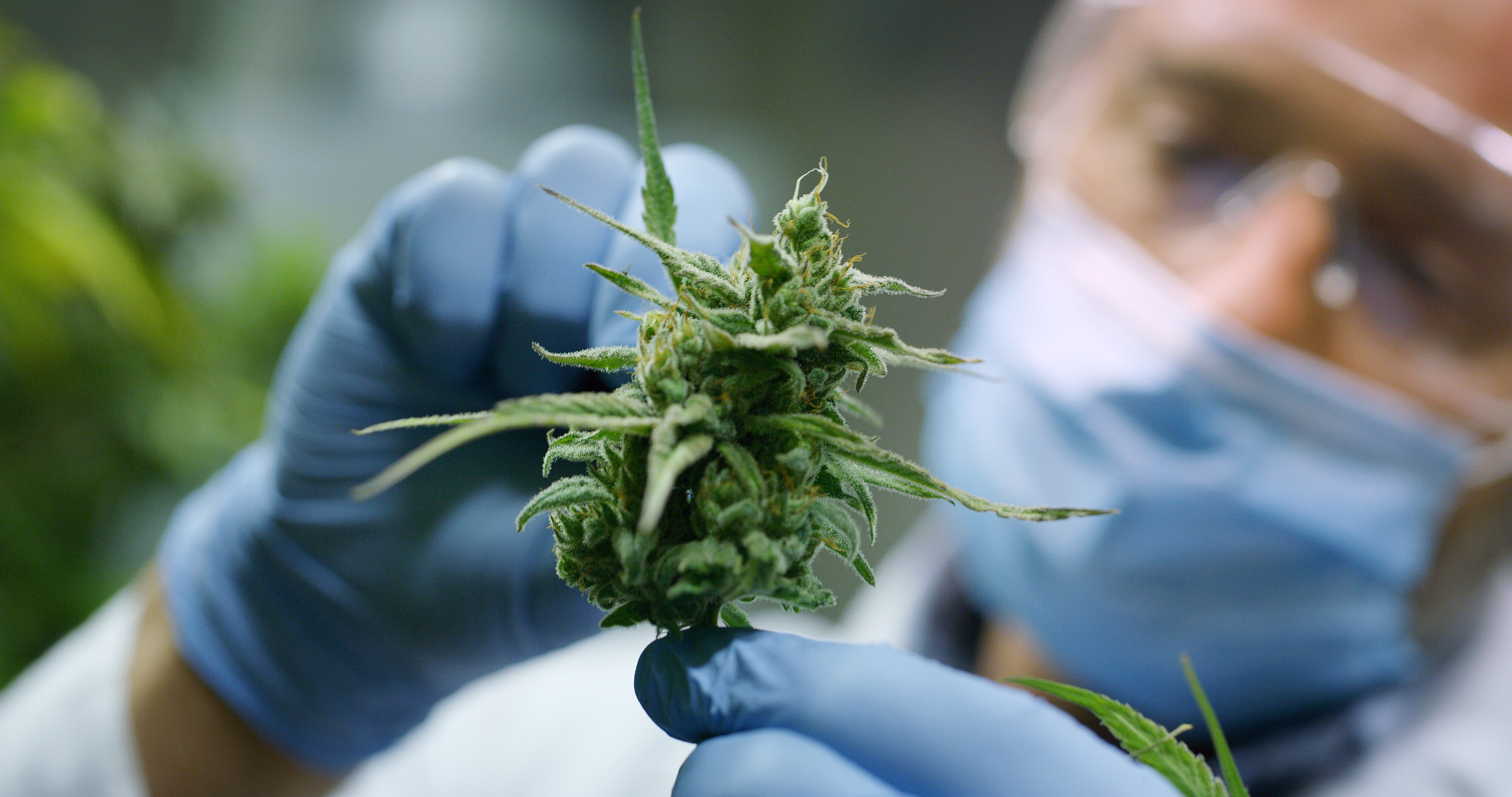 Scientist examines cannabis before sale