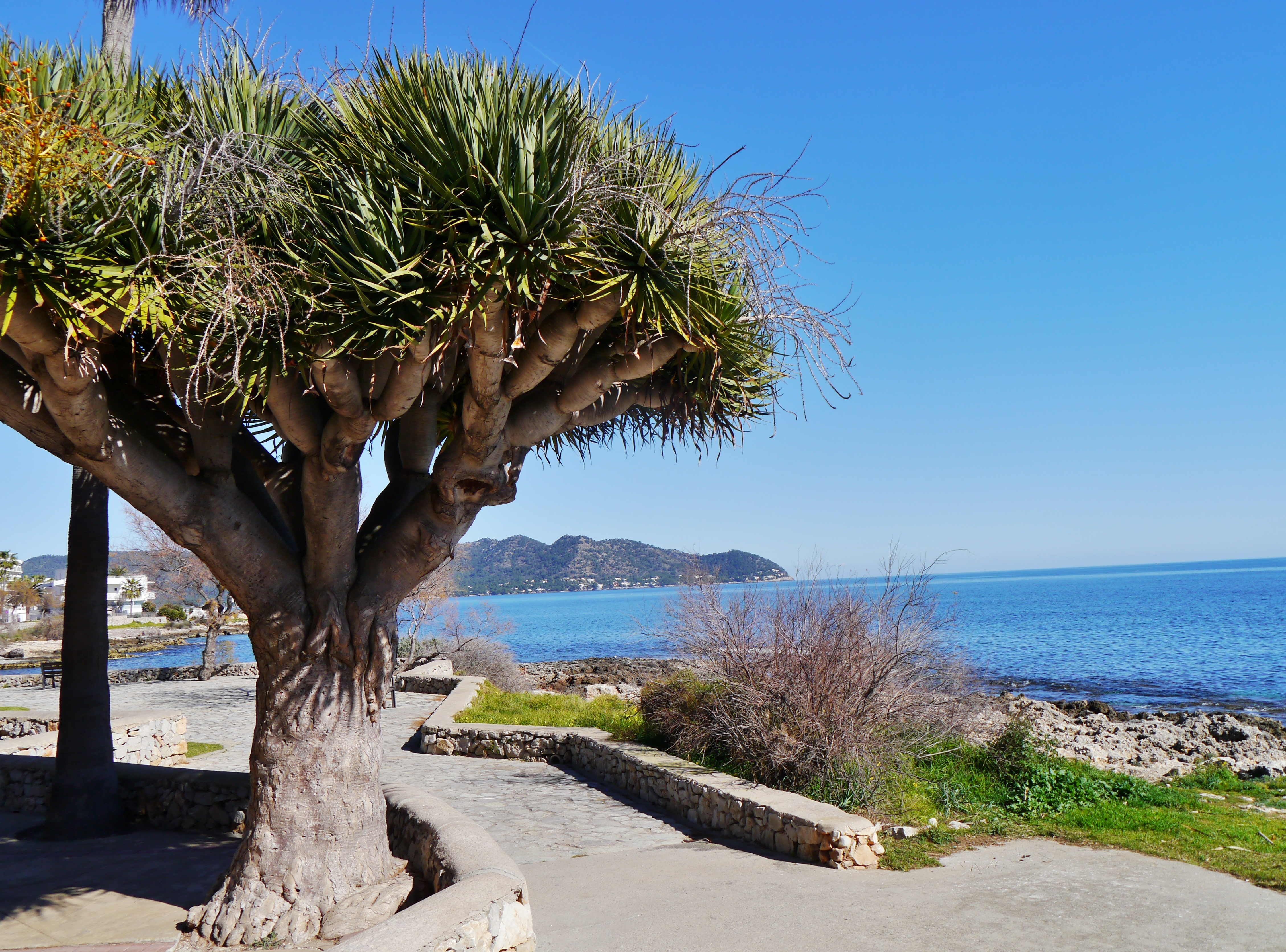 Viejo drago en la costa de S'Illot