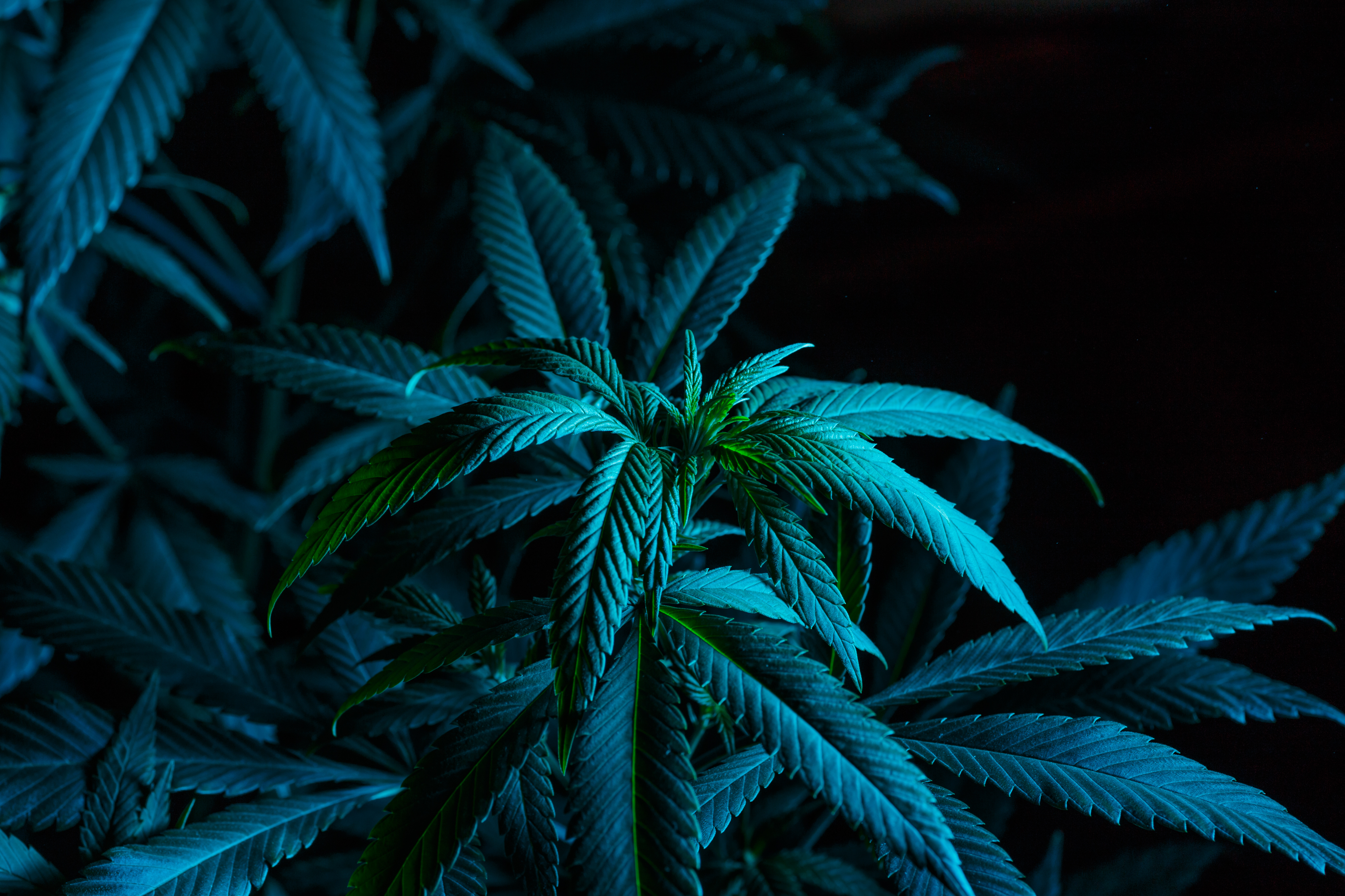 Cannabis plant at night in a Cannabis Social Club (CSC) in Cala Mandia