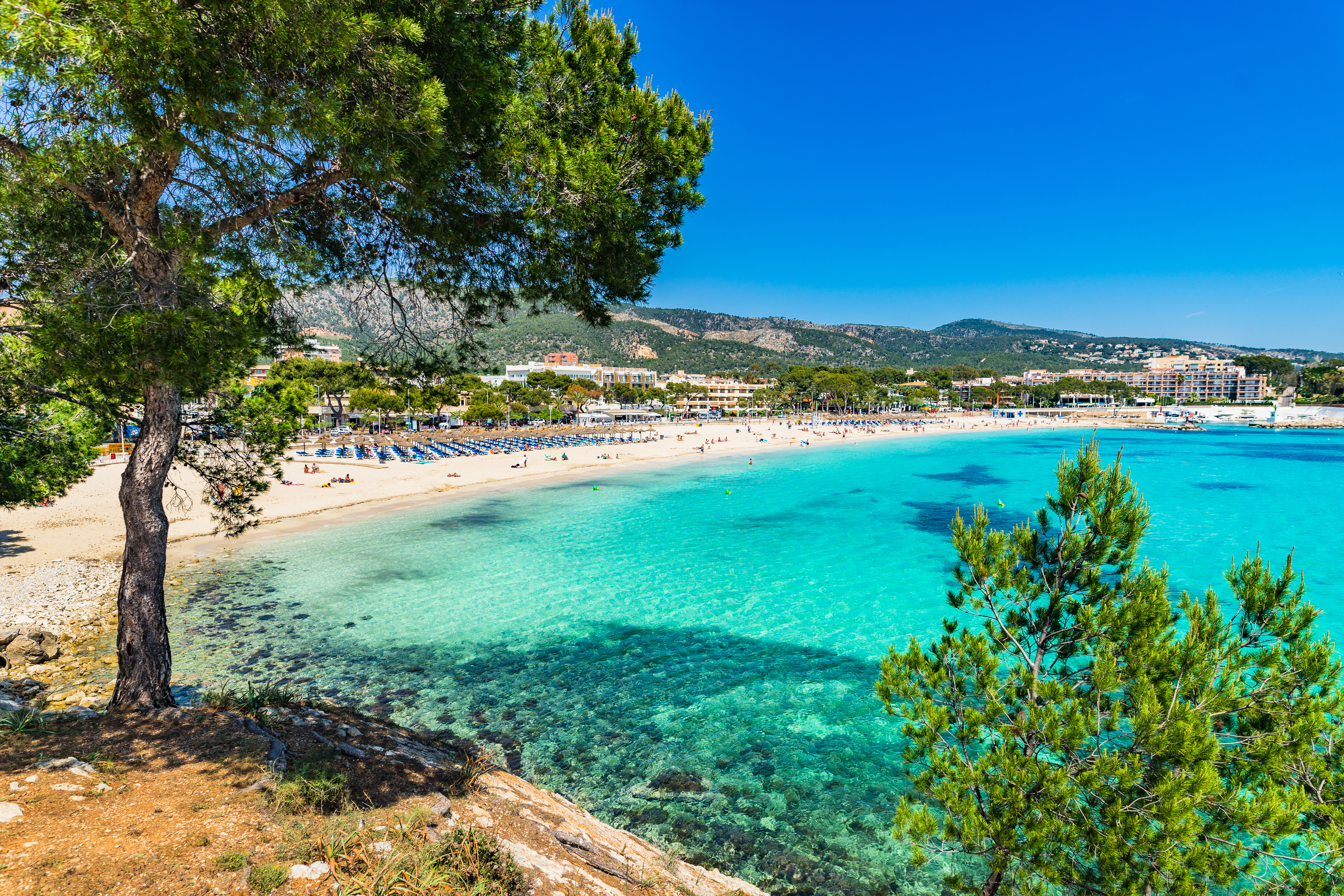 Vue sur la magnifique baie de Palmanova. Au premier plan, un vieux pin