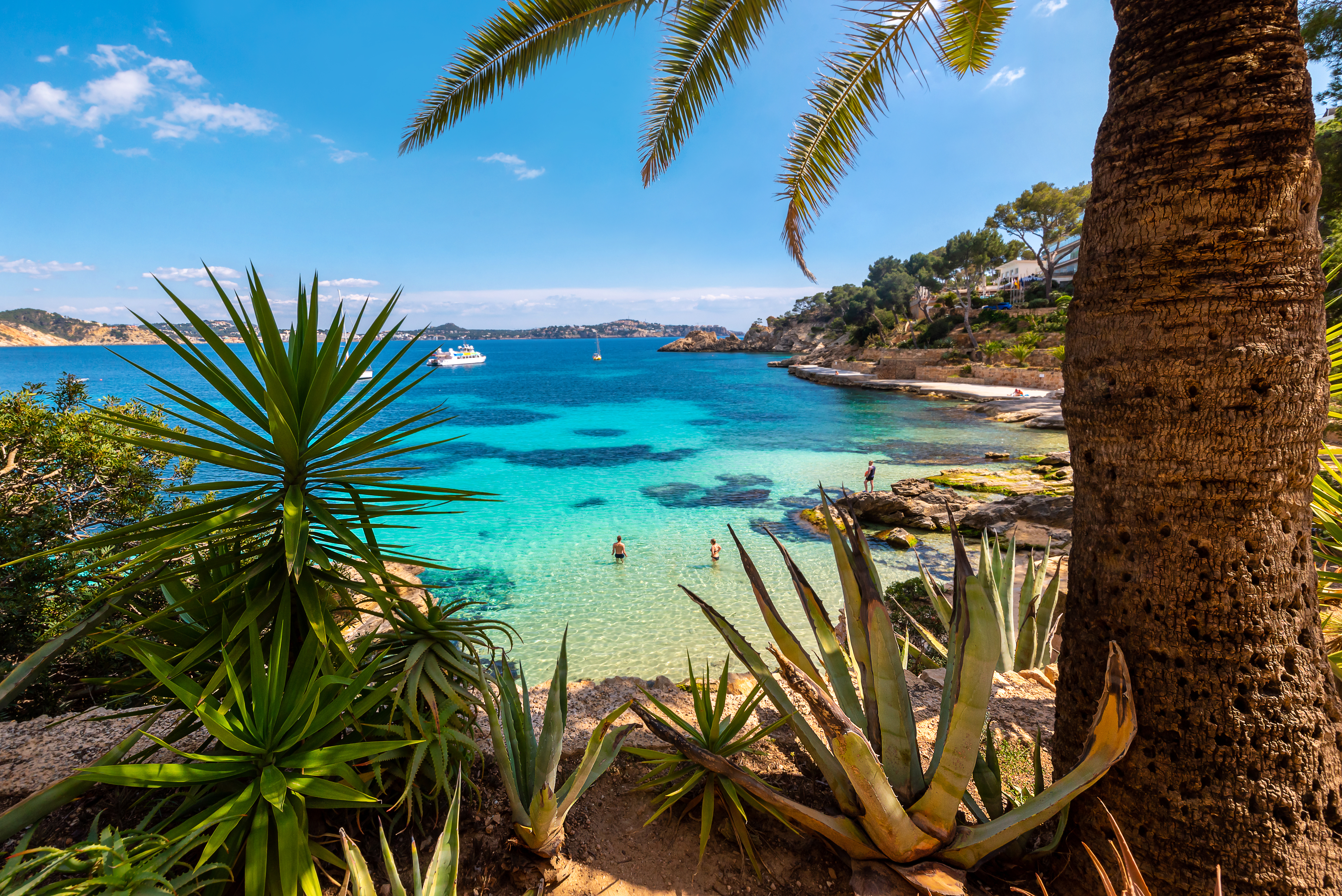 Vue spectaculaire de la cala de baignade à Cala Fornells avec des palmiers et une eau impressionnante