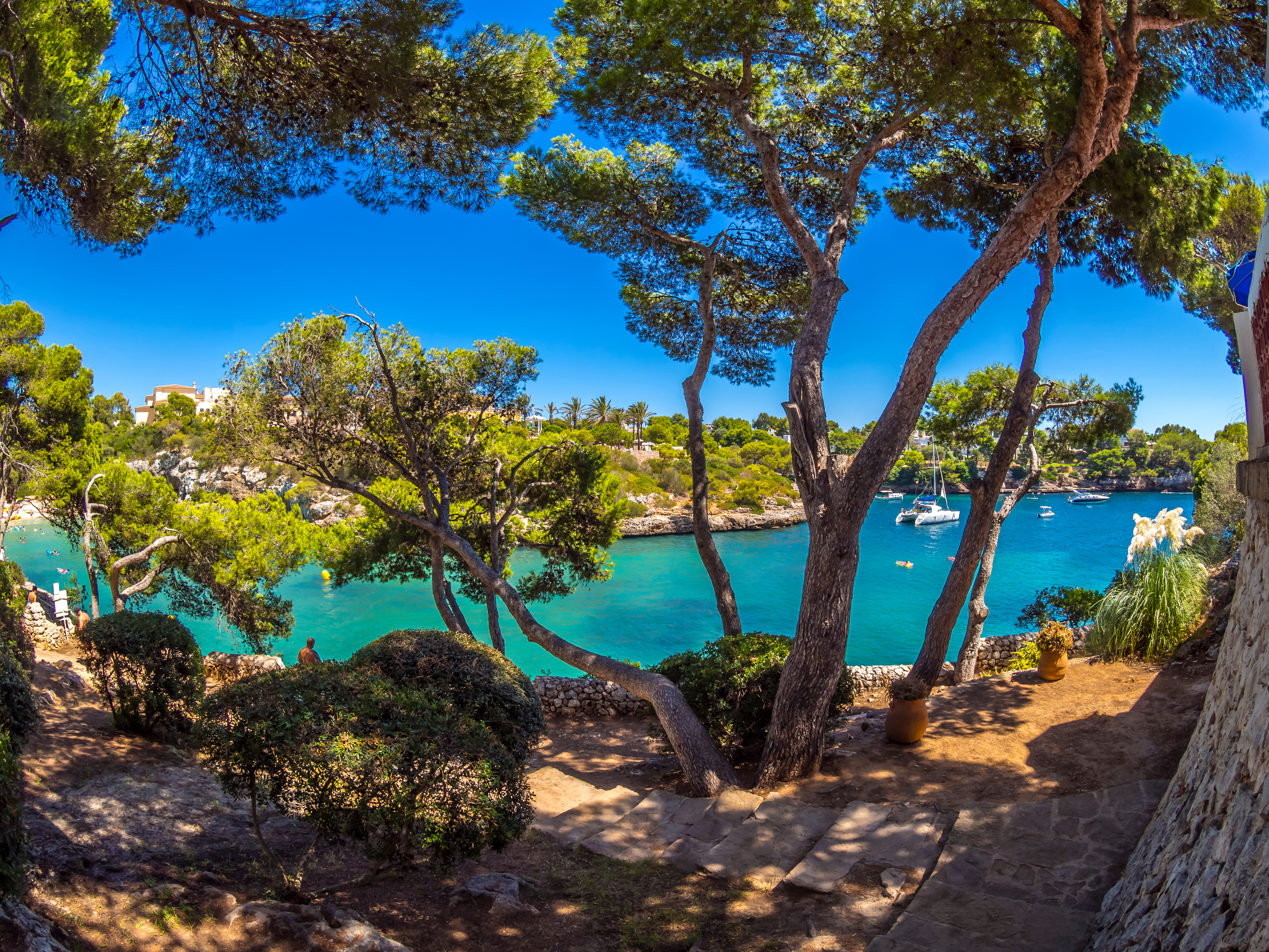 Bosco di pini con alberi antichi nella baia di Cala Ferrera