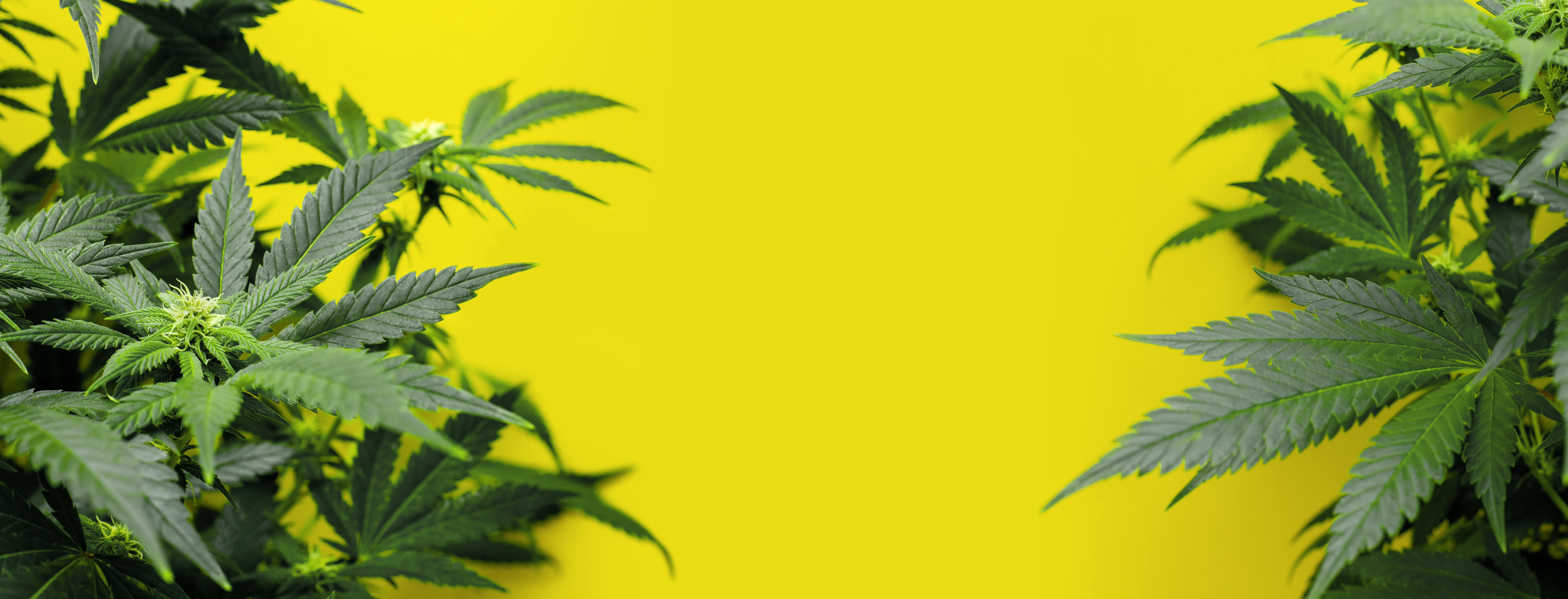 Fresh cannabis leaves against a yellow background for sale in a Cannabis Social Club (CSC) in Cales de Mallorca