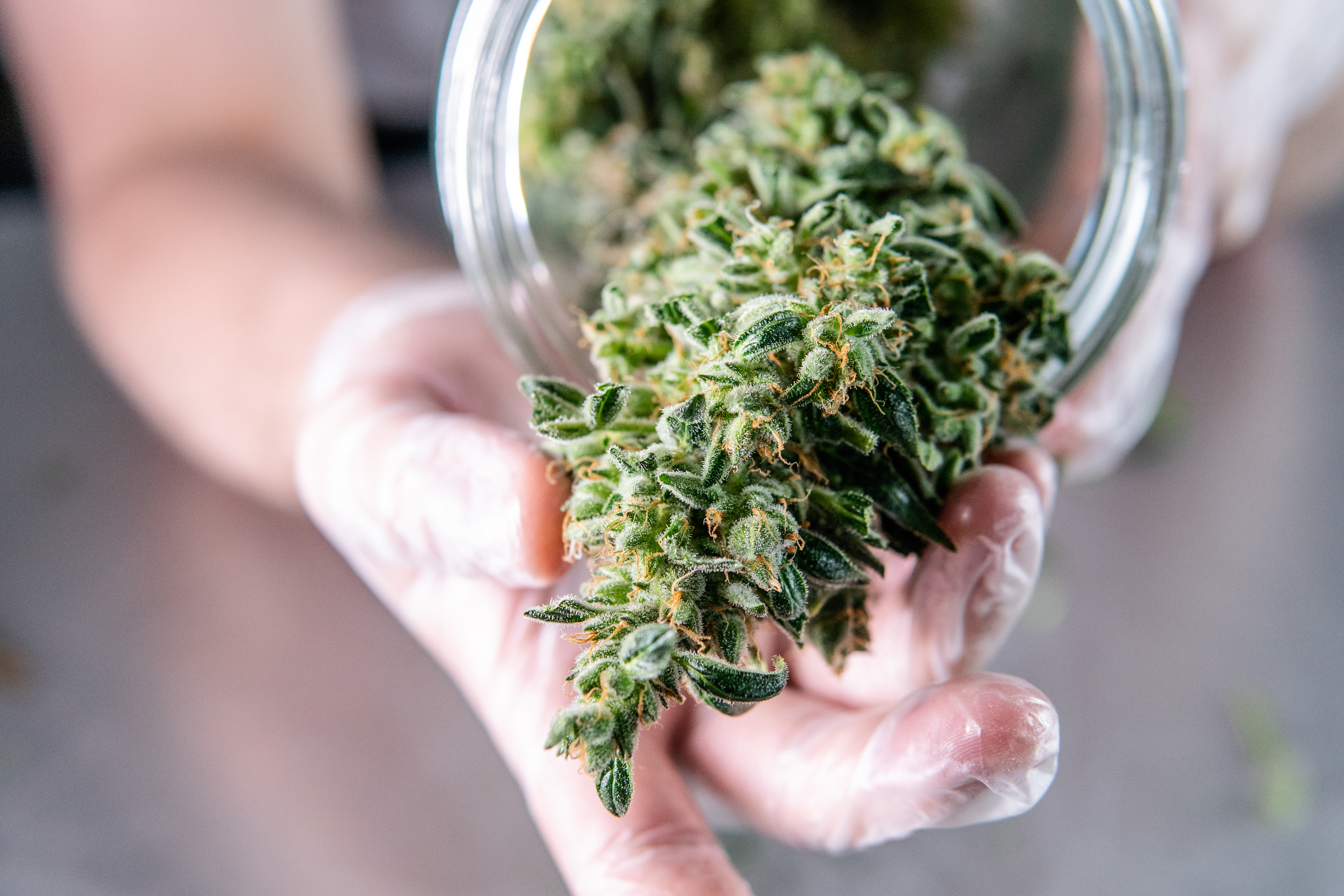 Frisches Cannabis aus dem Glas zum Verkauf gereicht, im Cannabis-Social-Club (CSC) in Alcudia