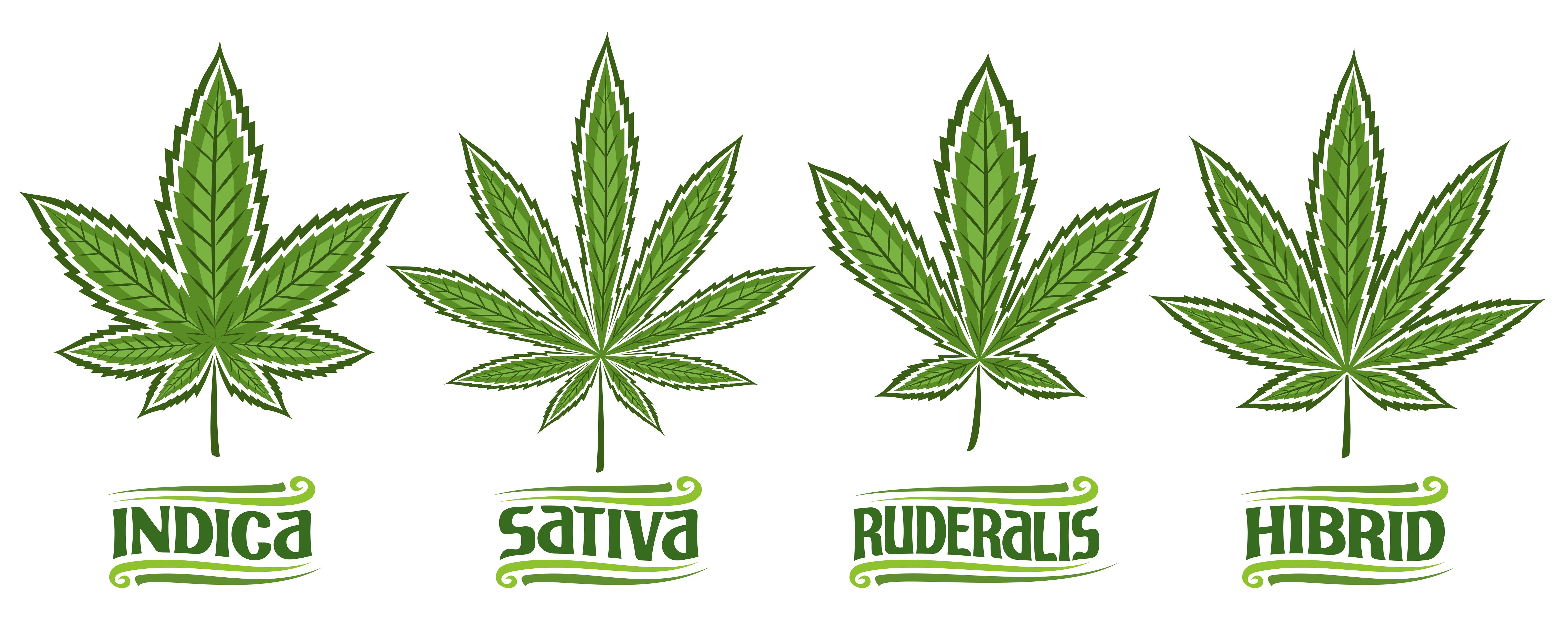 Variedades de cannabis: Indica - Sativa - Ruderalis - Híbrida, populares en Porto Petro