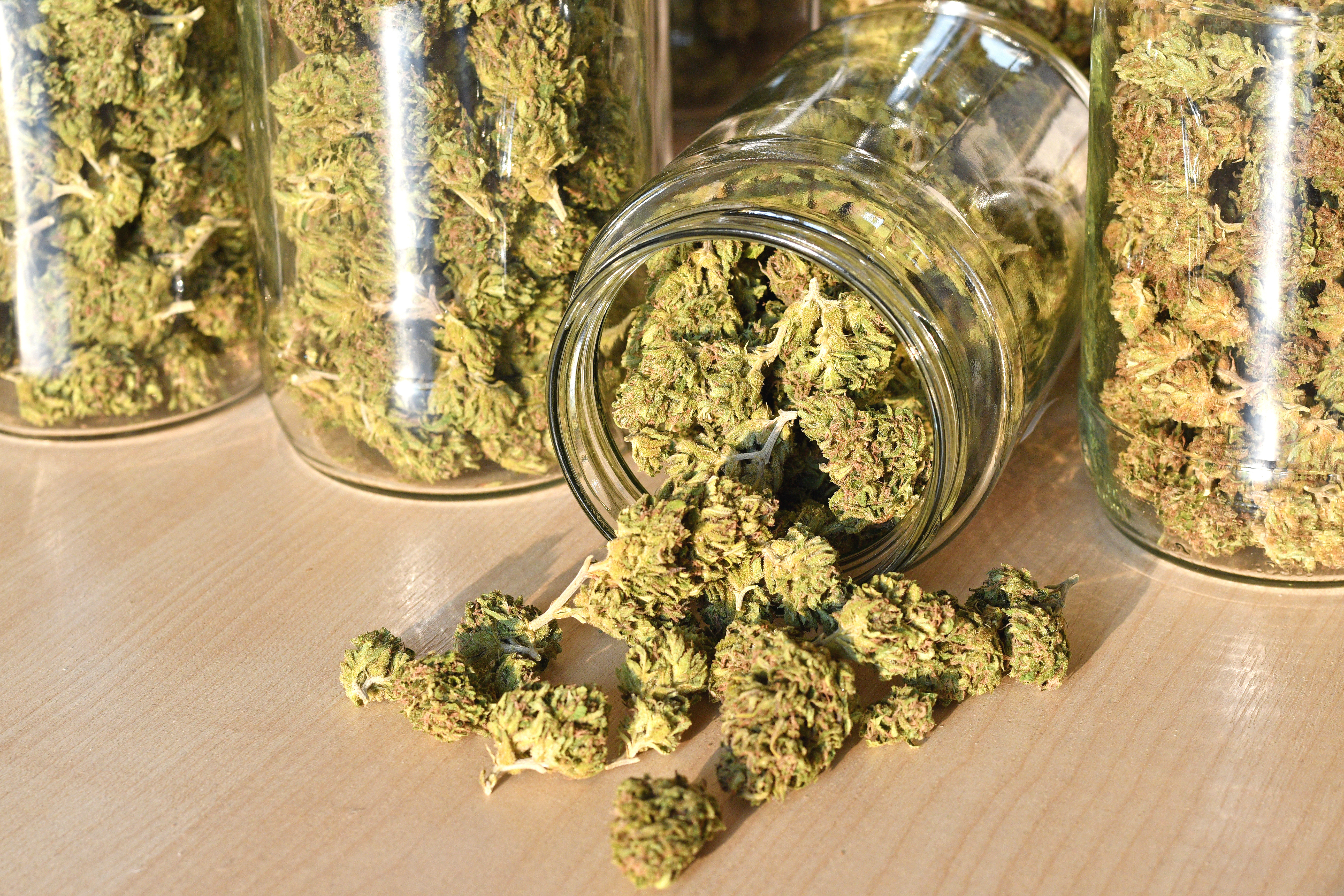 Fresh cannabis in sunlight in a glass at a Cannabis Social Club (CSC) in Cala Serena