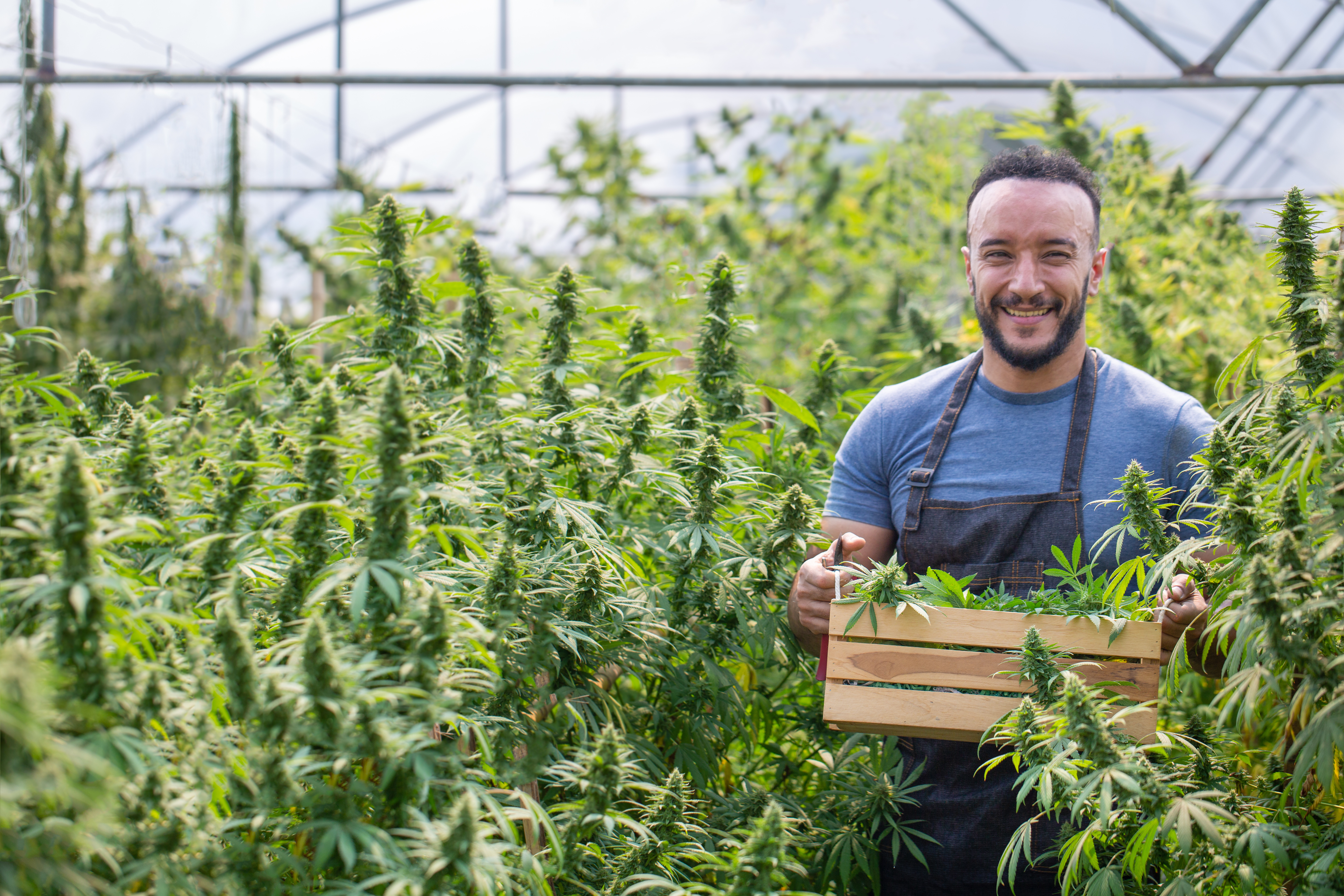 Cannabis-Bauer bei der Arbeit für den Verkauf von Cannabis in Cala Serena