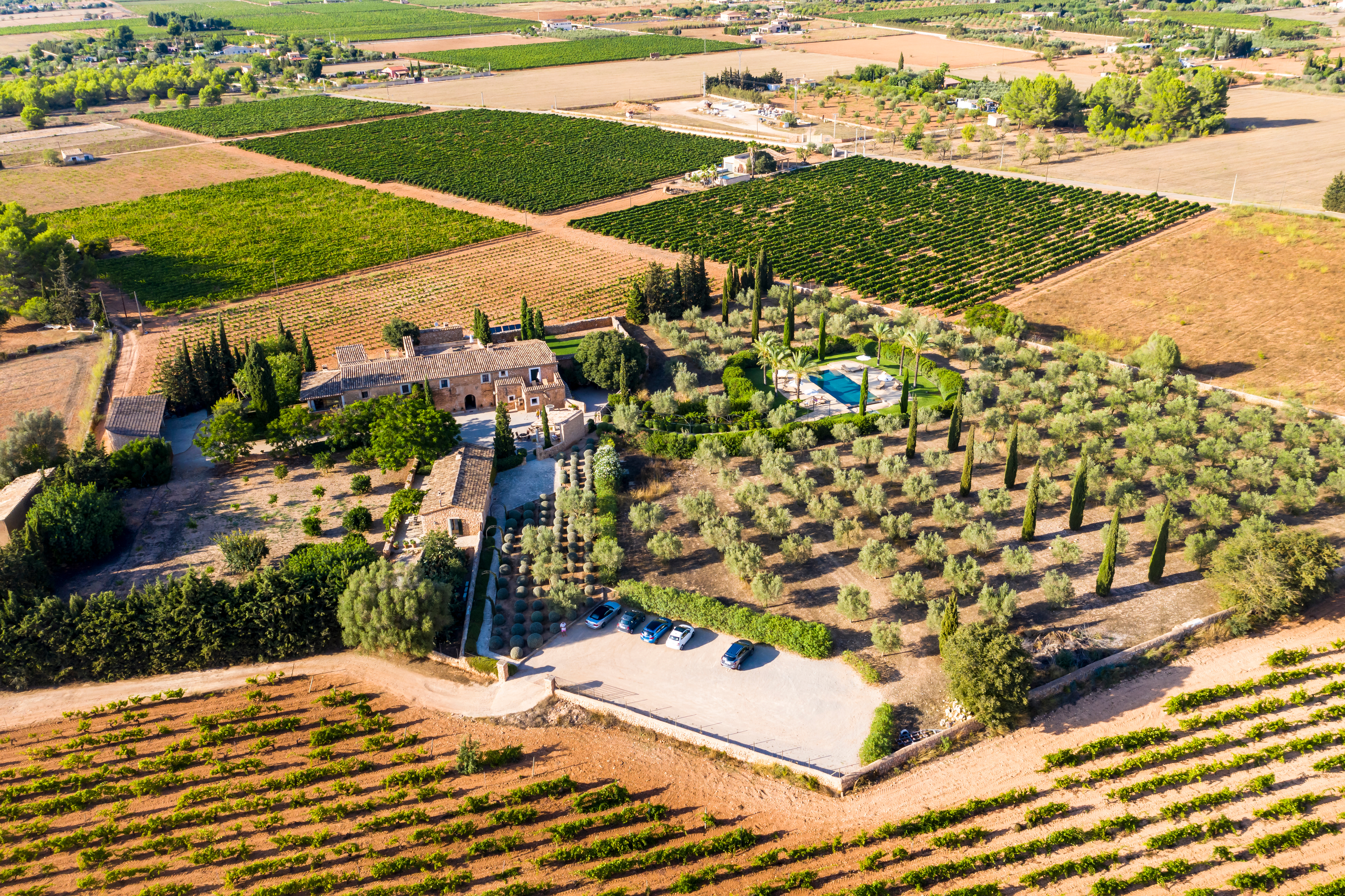 Producteur d'olives de Santa Eugenia avec d'excellentes olives et huiles