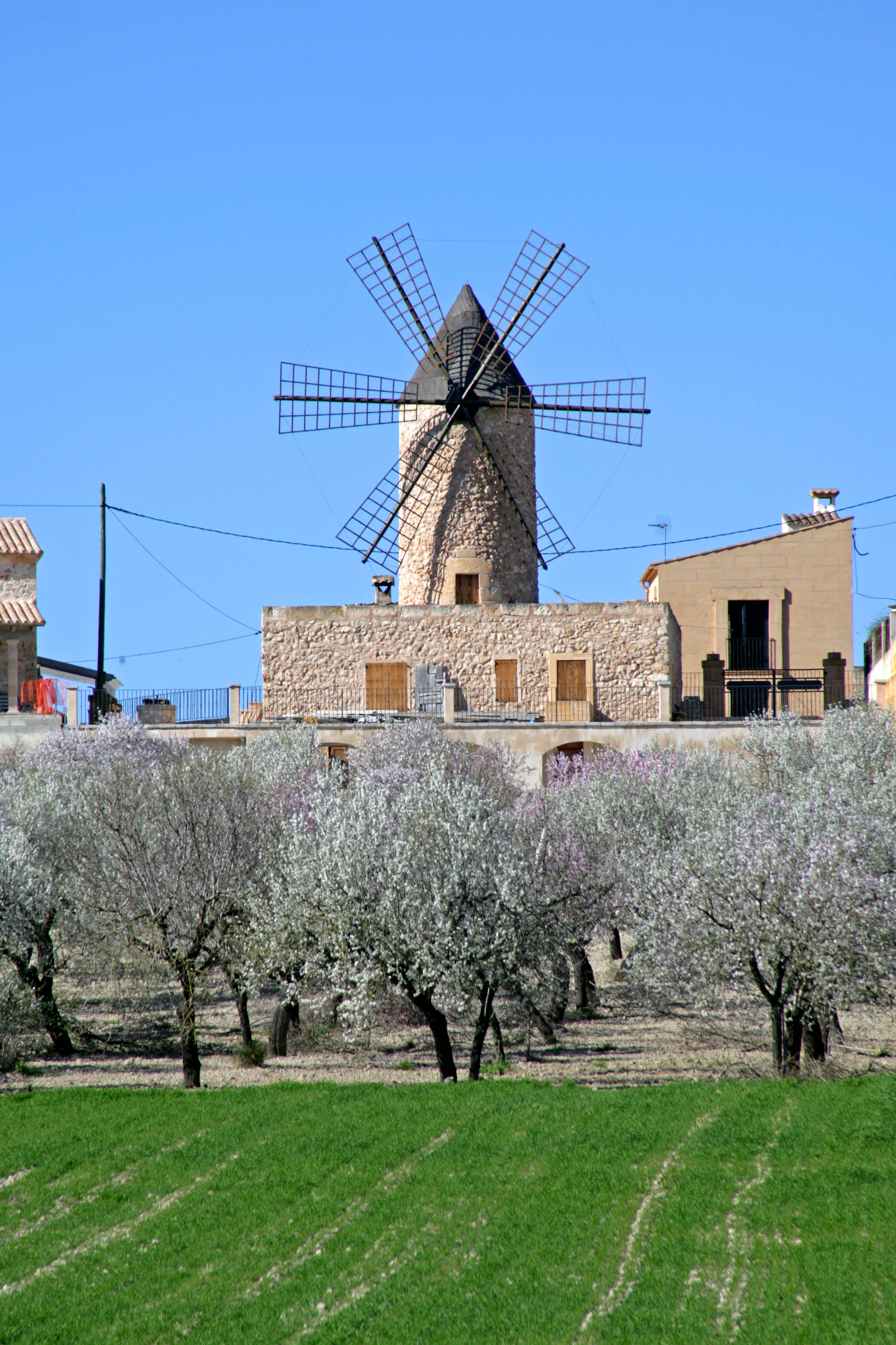 An old mill turning in the wind behind blooming almond trees